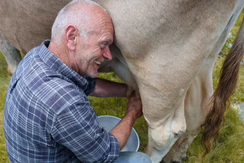 Mungitura in alpeggio per il formaggio artigianale di montagna Bagòss
