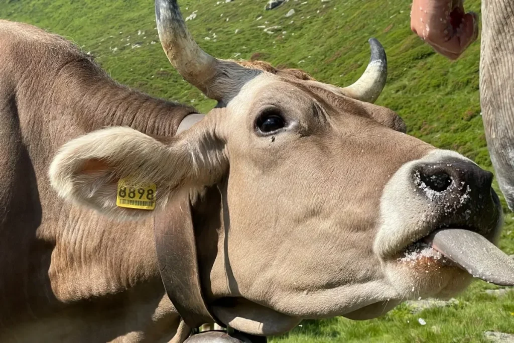 Formaggio Bagòss nelle mani del casaro con sfondo naturale