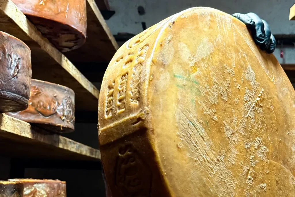 Forme di Bagòss stagionate, simbolo del formaggio artigianale di montagna